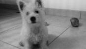 VENTA DE CACHORRA WESTY O WESTIE