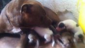 Madre PitBull Cachorros Mezclados Con Criollo